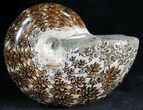 Polished Phylloceras Ammonite Fossils #28464-1